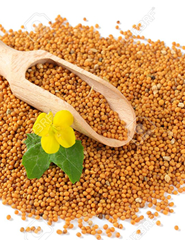 White-Mustard-seeds.jpg